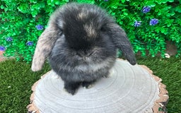 Mini Lop rabbits for sale: Stunning mini lop bunnies ready to reserve  - Advert 8
