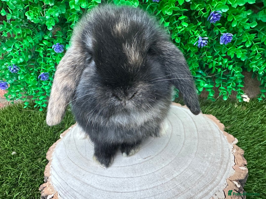 Mini Lop rabbits for sale: Stunning mini lop bunnies ready to reserve  - Advert 8
