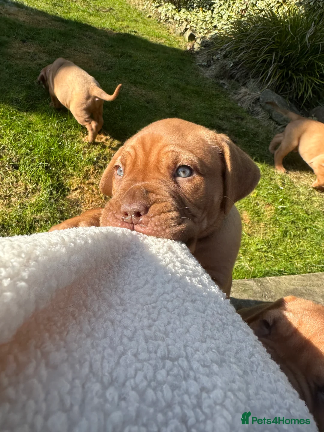 Dogue De Bordeaux dogs for sale: CHAMPION BLOODLINE chunky Dogue de Bordeaux Pup - Advert 7