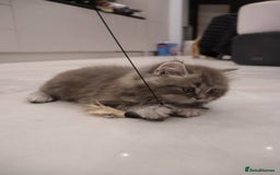 British Shorthair cats for sale: Champion Bloodlines BSH kittens  - Image 27