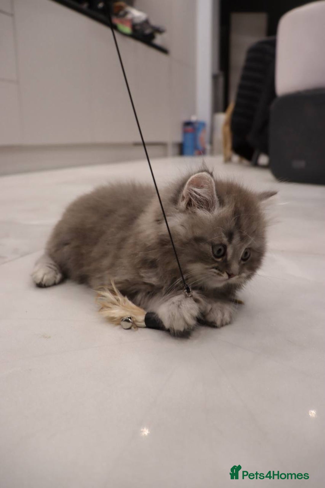 British Shorthair cats for sale: Champion Bloodlines BSH kittens  - Image 27