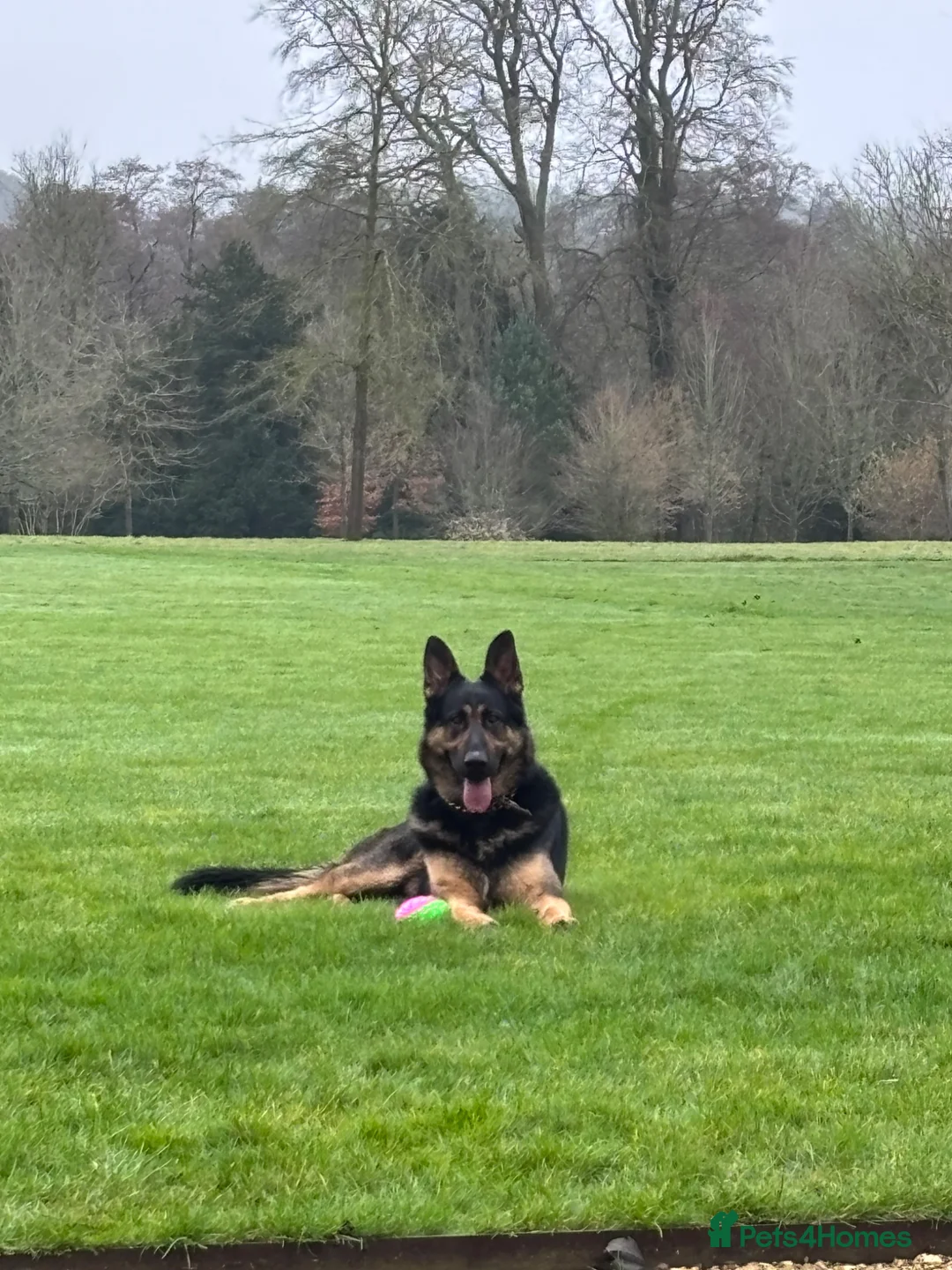 German Shepherd dogs for sale: 2 Year old German shepherd  in Havant - Advert 19