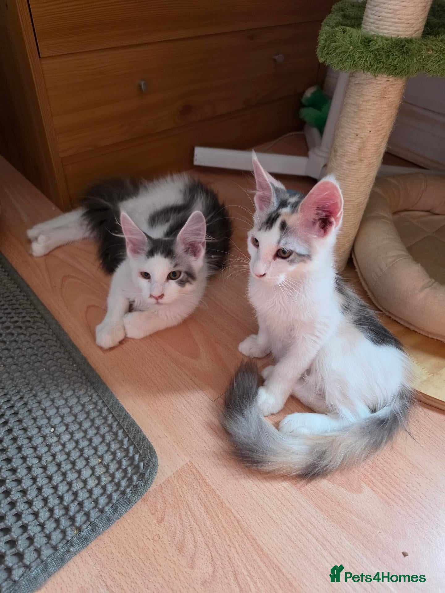 Maine Coon cats TICA REGISTERED STUNNING KITTENS  - Advert 9