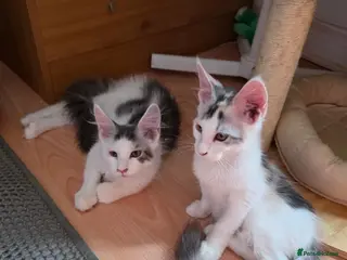 Maine Coon cats TICA REGISTERED STUNNING KITTENS - Advert 1