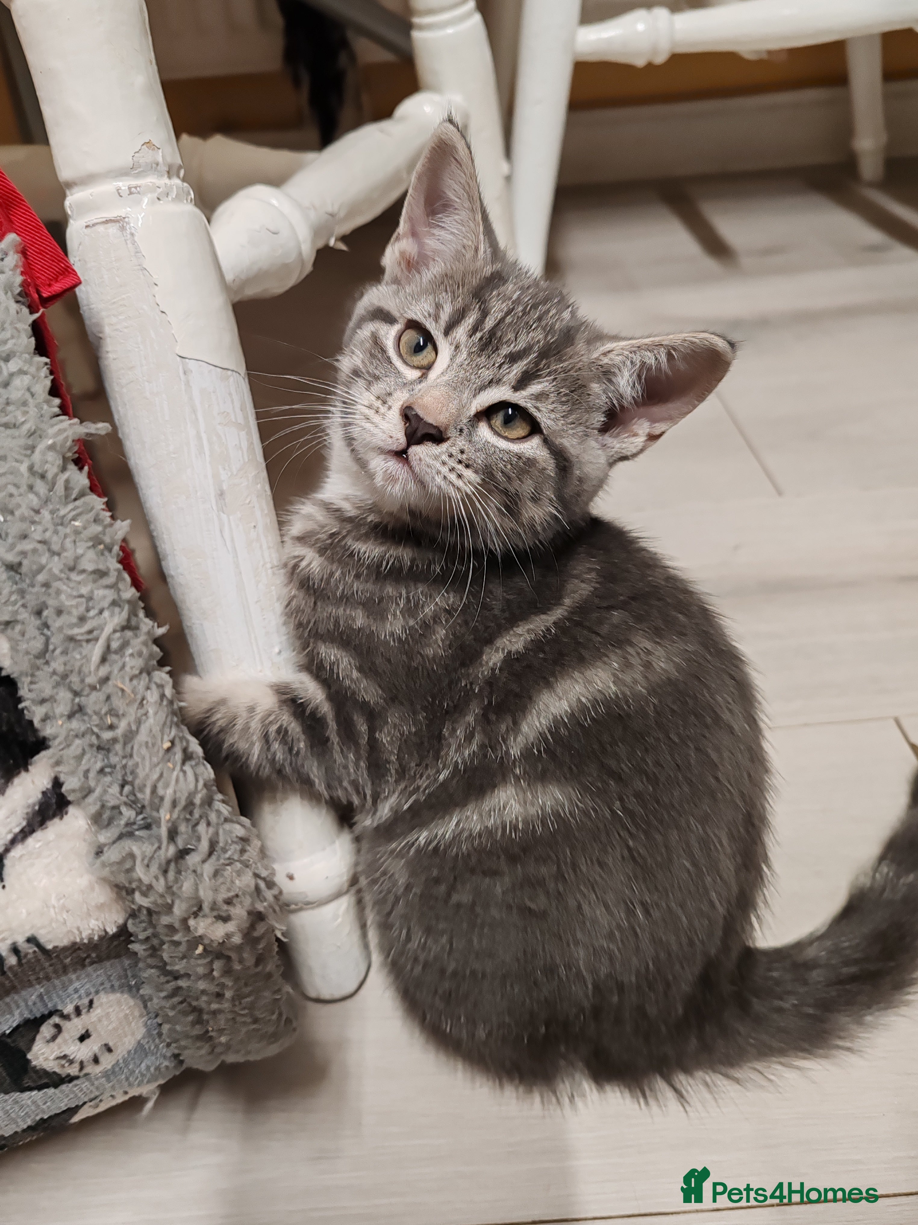 Mixed Breed cats Extraordinarily beautiful grey tabby - Advert 4
