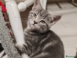 Mixed Breed cats Extraordinarily beautiful grey tabby - Advert 4