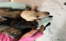 Miniature Dachshund dogs for sale: Miniature dachshunds  - Image 7