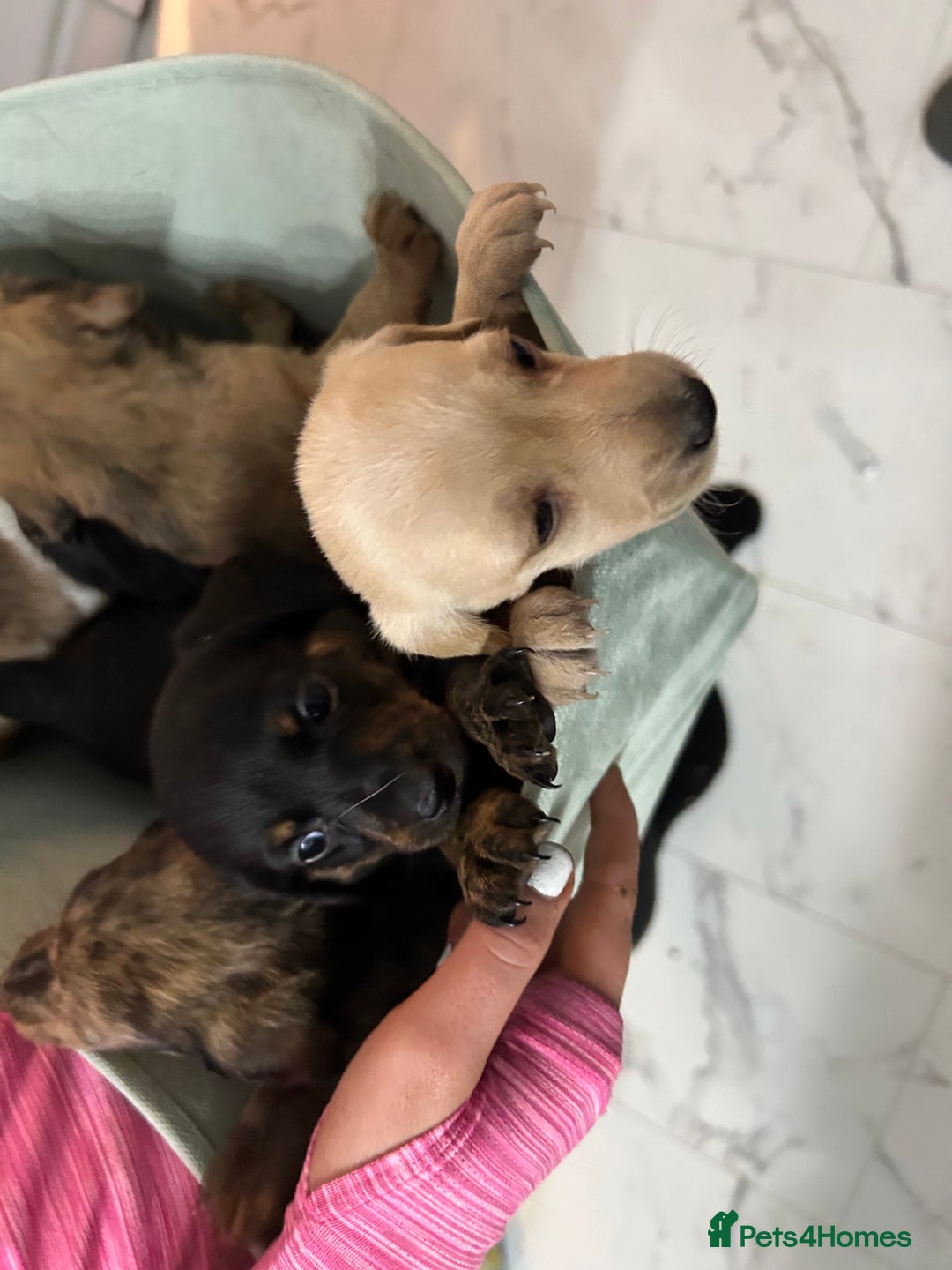 Miniature Dachshund dogs for sale: Miniature dachshunds  - Image 7