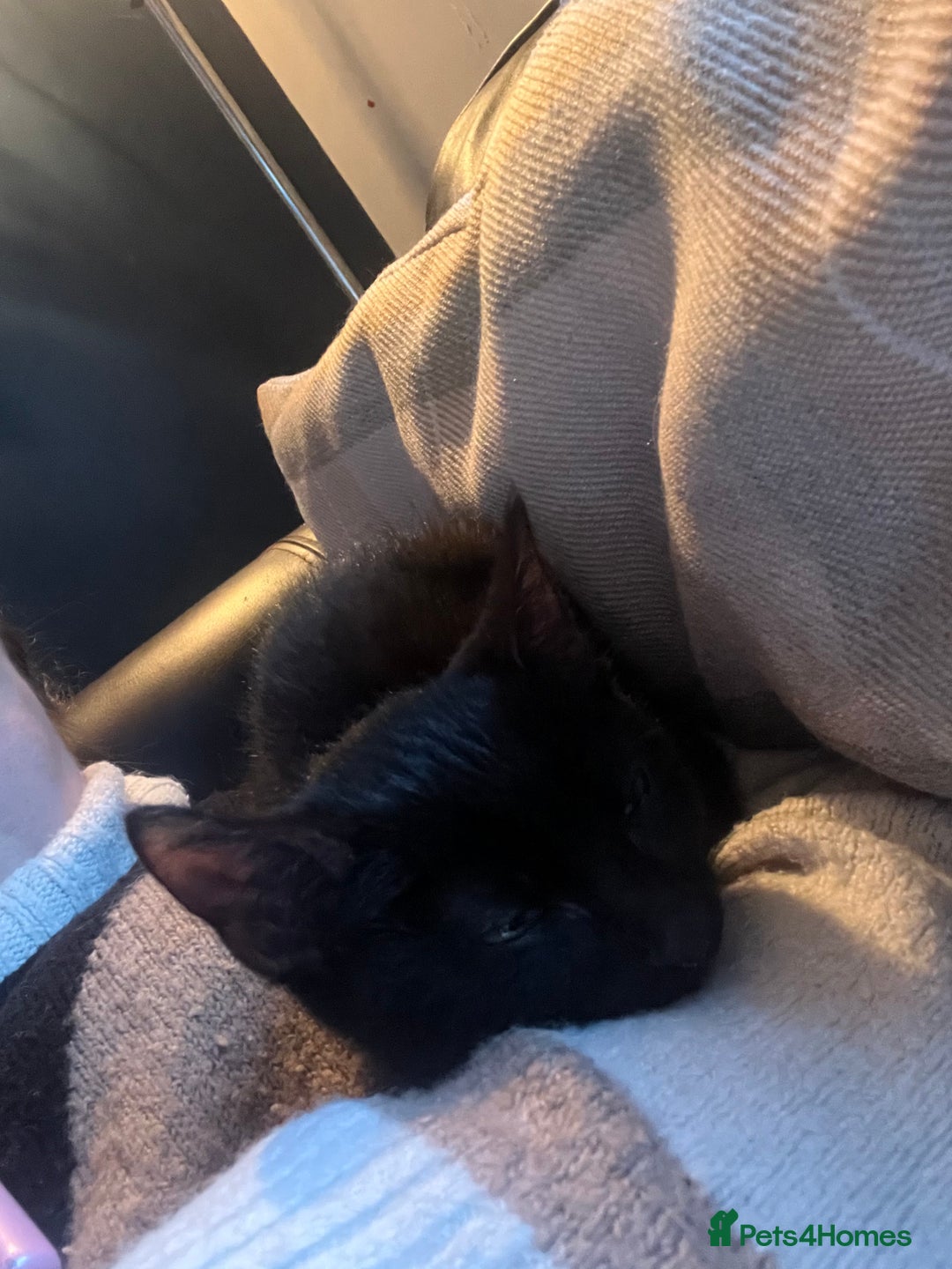 Domestic Shorthair cats for sale: 1 beautiful black kitten  - Advert 17