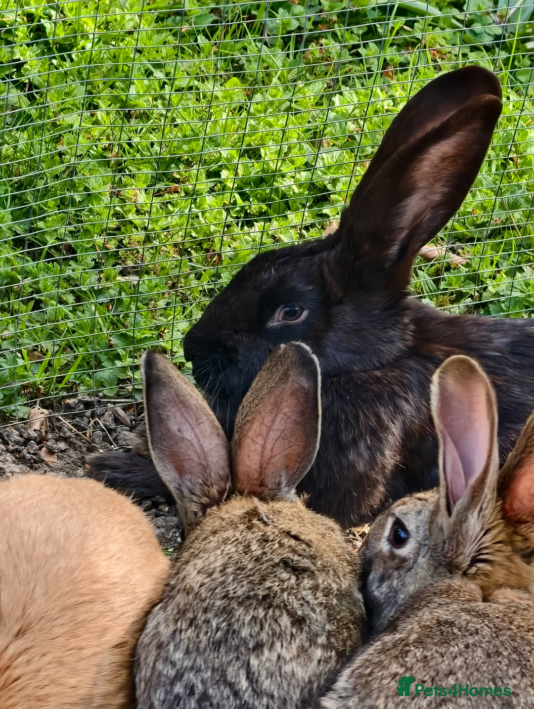 New Zealand rabbits for sale: Beautiful female new zealander free in London - Advert 2