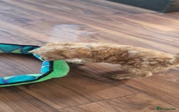 Cockapoo dogs for sale: Cockapoo - Image 7