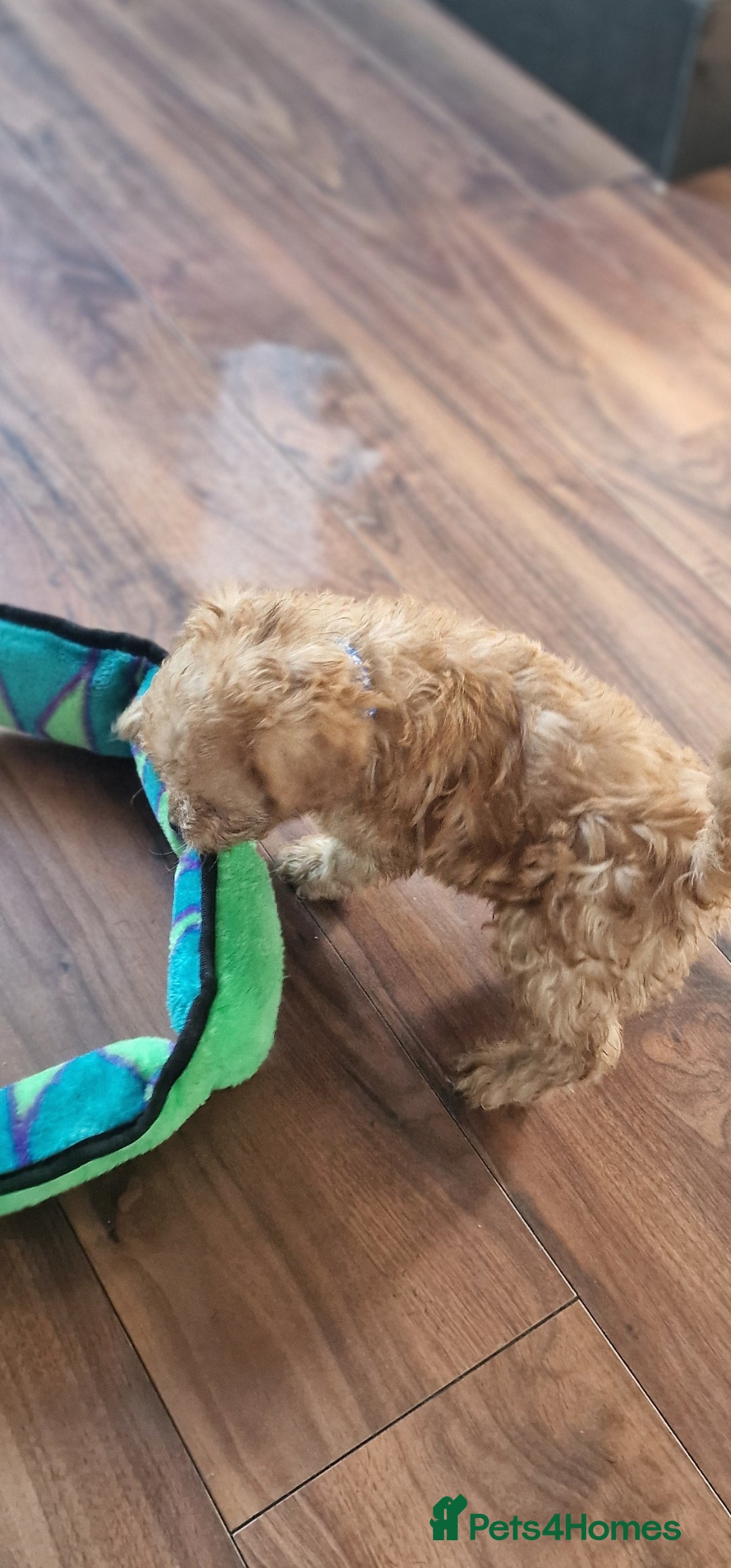 Cockapoo dogs for sale: Cockapoo - Image 7