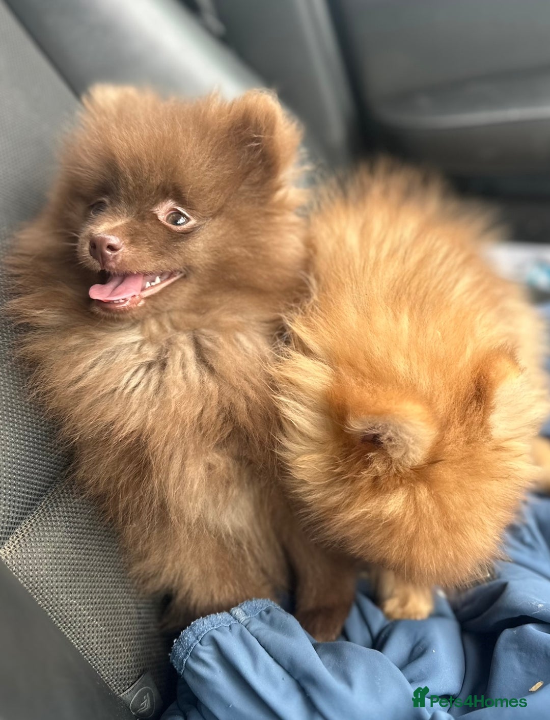 Pomeranian dogs for sale: Adorable Pom puppies 💙❤️ - Image 8