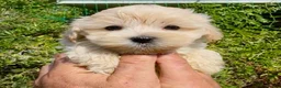 Maltipoo dogs for sale: Stunning Teddy Bear Toy Maltipoo Puppies  - Advert 15