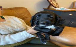 Cocker Spaniel dogs for sale: Cracking Cocker Spaniels  - Image 12