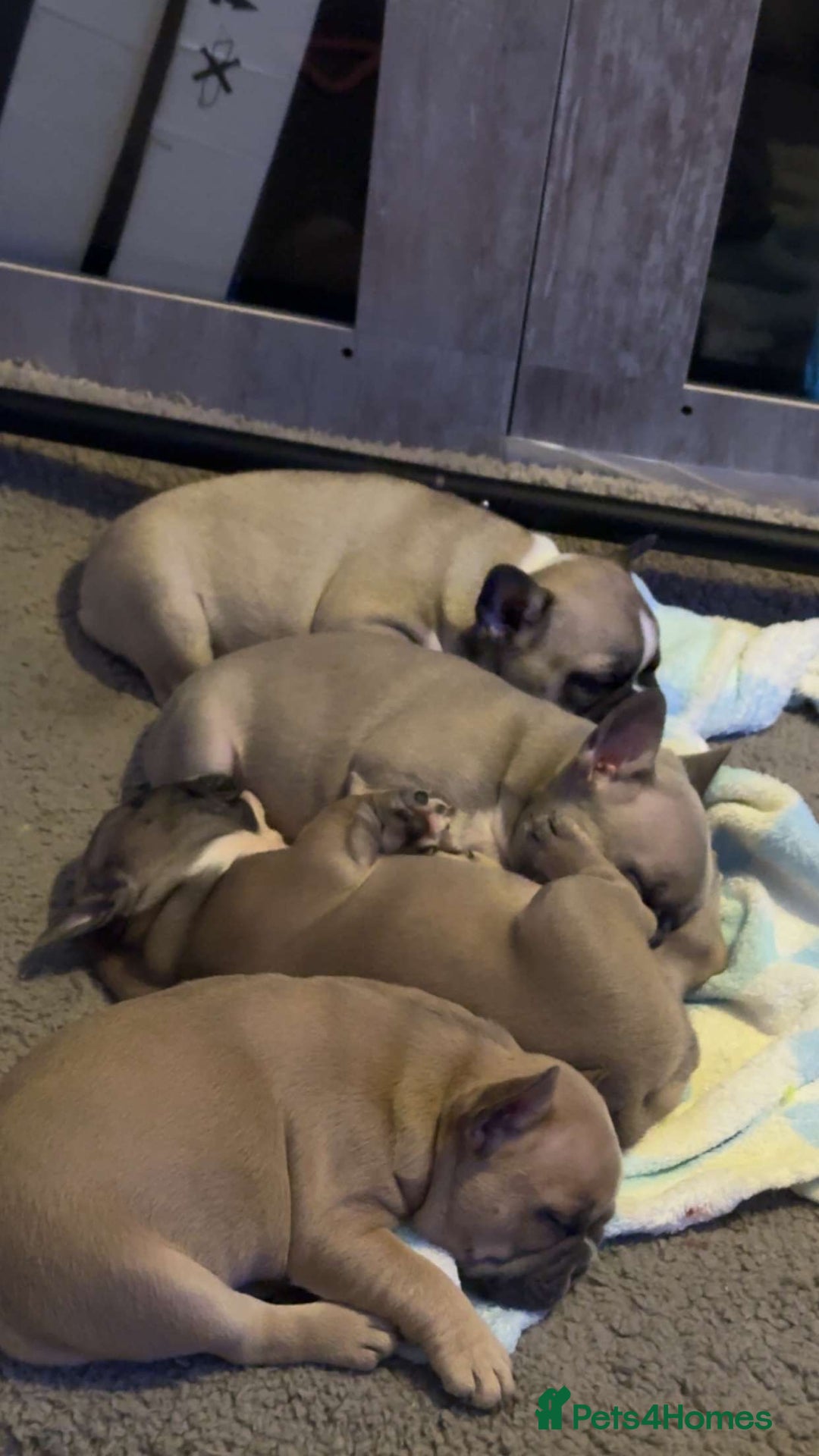 French Bulldog dogs for sale: 4 beautiful French bulldog puppies - Advert 3
