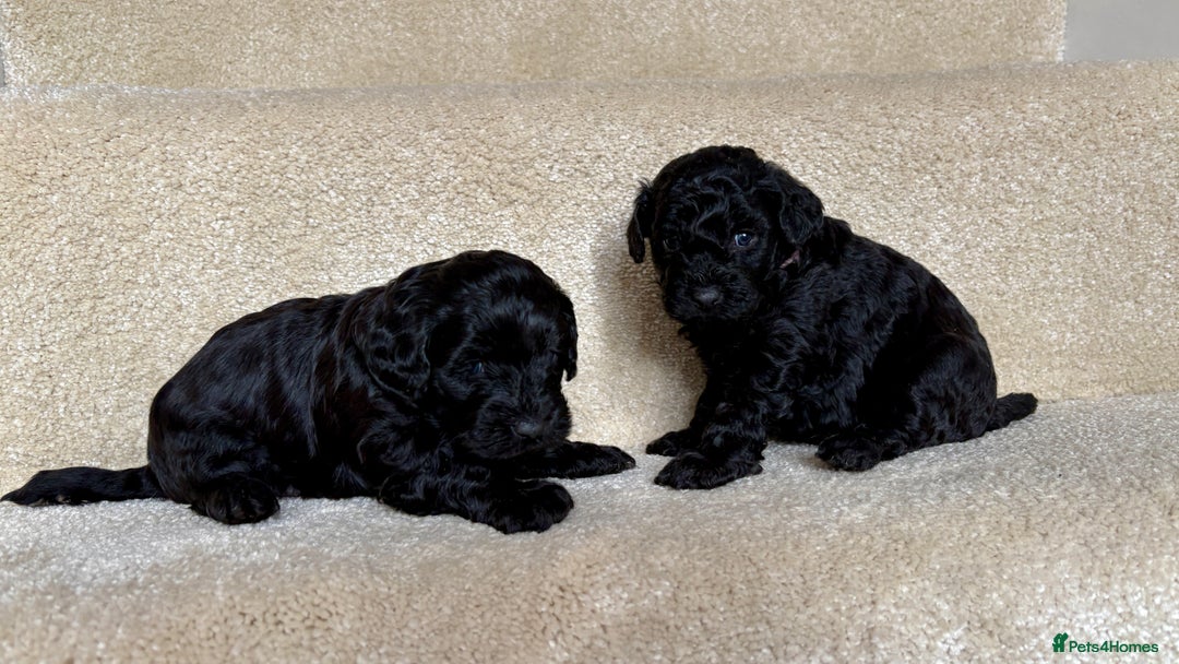 Lhasapoo dogs for sale: ***2 stunning lhasapoos ready this week*** - Advert 9