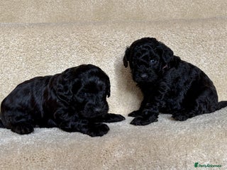 Lhasapoo dogs *****Only 1 girl and 1 little boy left ***** - Advert 2