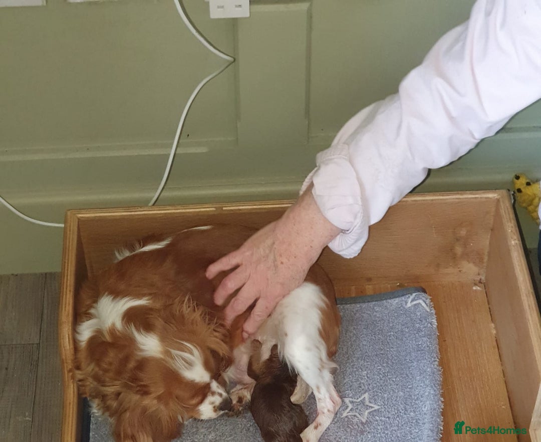 Cavapoo dogs for sale: Deep red Cavapoo puppies - Image 1