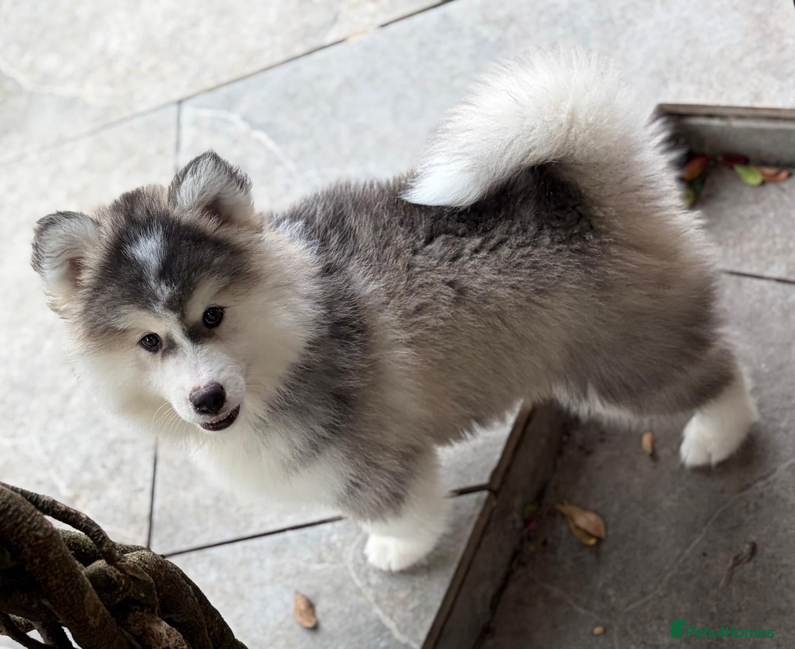 Pomsky dogs Stunning F3 Pomsky Puppies - Advert 1