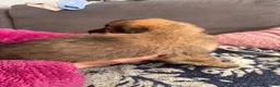 Mixed Breed dogs for sale: German Shepherd cross lurcher puppies  - Advert 21