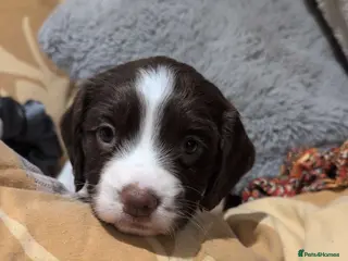 English Springer Spaniel dogs Springer spaniel puppies field ready! - Advert 1