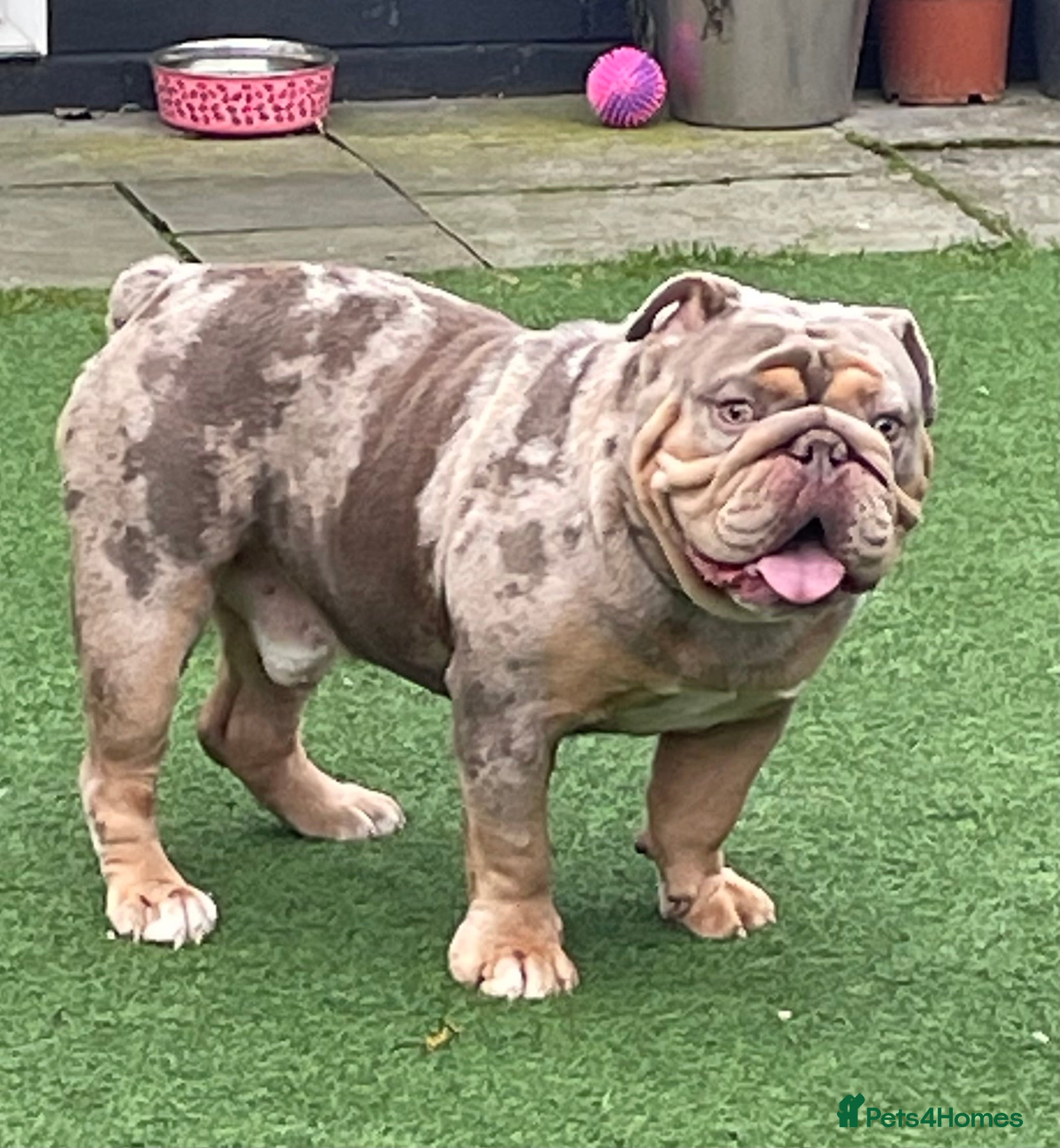 English Bulldog dogs Beautiful lilac tri Merle bulldog up for stud - Advert 10