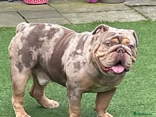 English Bulldog dogs Beautiful lilac tri Merle bulldog up for stud - Advert 10