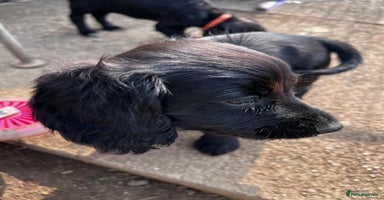 Cocker Spaniel dogs in Ty Croes - Advert 4