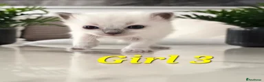 Ragdoll Kitten Girl 3