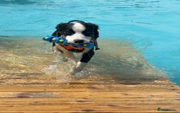 Border Collie dogs for sale: 7 month old Border collie (male) - Image 9