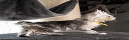 Maine Coon cats for sale: STUNNING PEDIGREE MAINE COON KITTENS - Advert 7