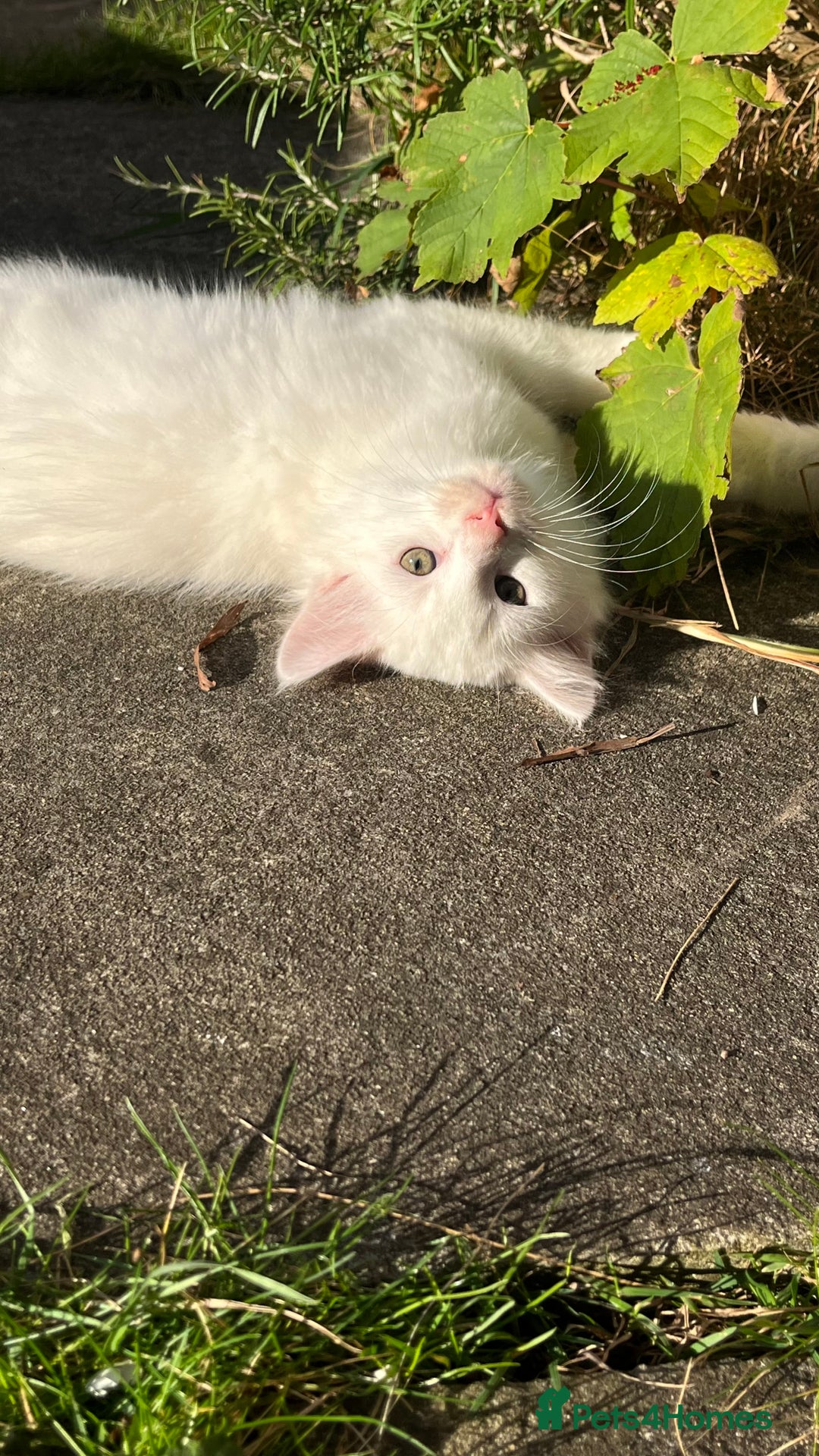 Mixed Breed cats for sale: Stunning 8 weeks old kittens  - Image 7