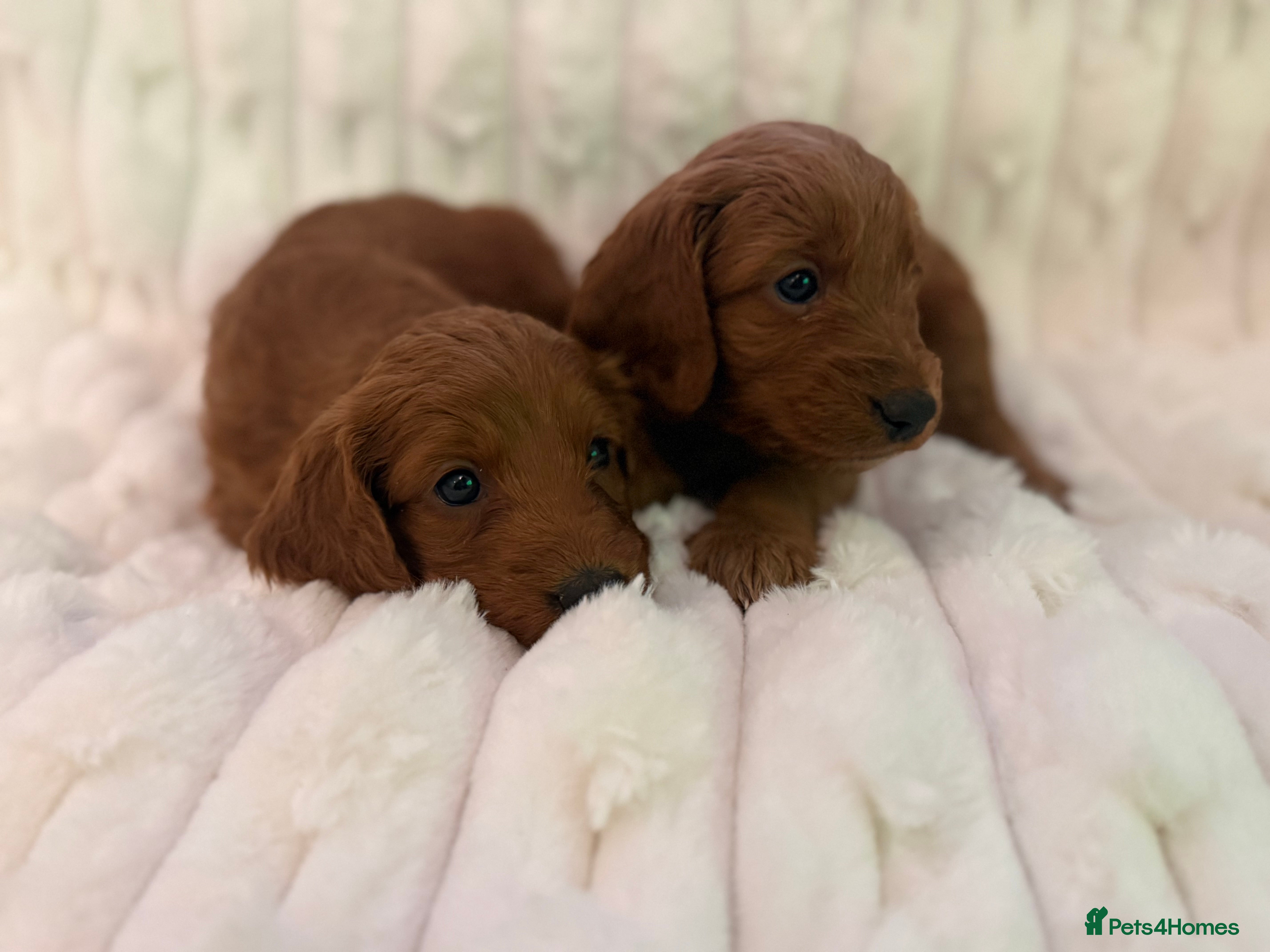 Cockapoo dogs 7 Golden Cockapoo girls - Advert 6