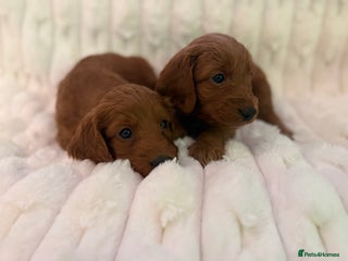 Cockapoo dogs 7 Golden Cockapoo girls - Advert 3