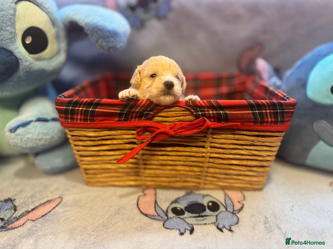 Maltipoo dogs for sale: Fluffballs of Joy 🐾💛 ready to melt your heart! - Image 6