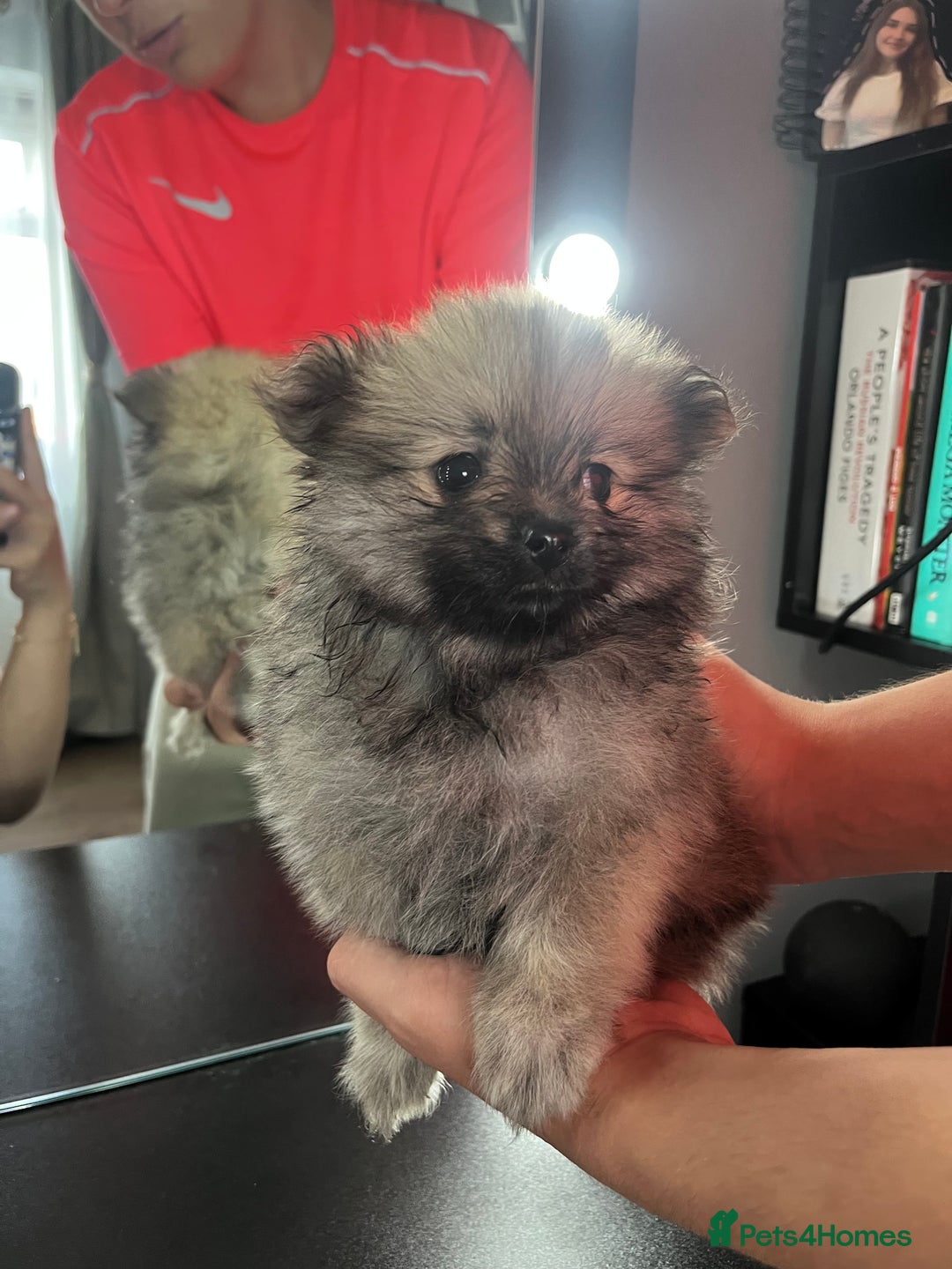 Pomeranian dogs for sale: 3 Stunning Poms - Image 6