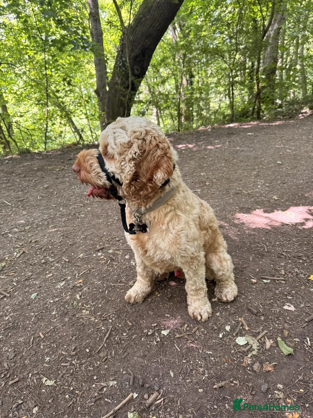 Cockapoo dogs for sale: Blu The Cockapoo - Advert 5