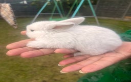 Mini Lion Lop rabbits for sale: Mini lop - Image 29
