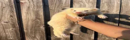 Ferret rodents for sale: Neutered males  - Advert 2