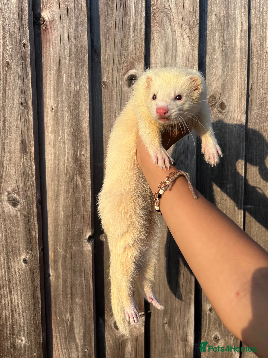 Ferret rodents for sale: Neutered males  - Advert 2