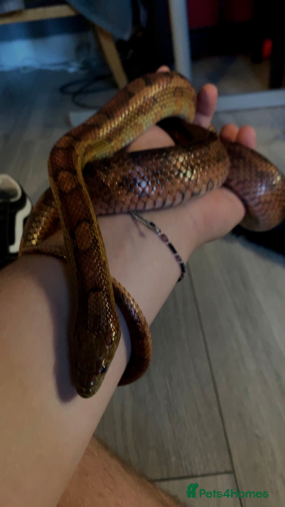 Corn Snake reptiles for sale: Princess Aurora, a normal corn snake - Image 2
