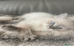 Ragdoll cats for sale: Last boy girl Hcm pkd so loving  playful cutie  - Image 15