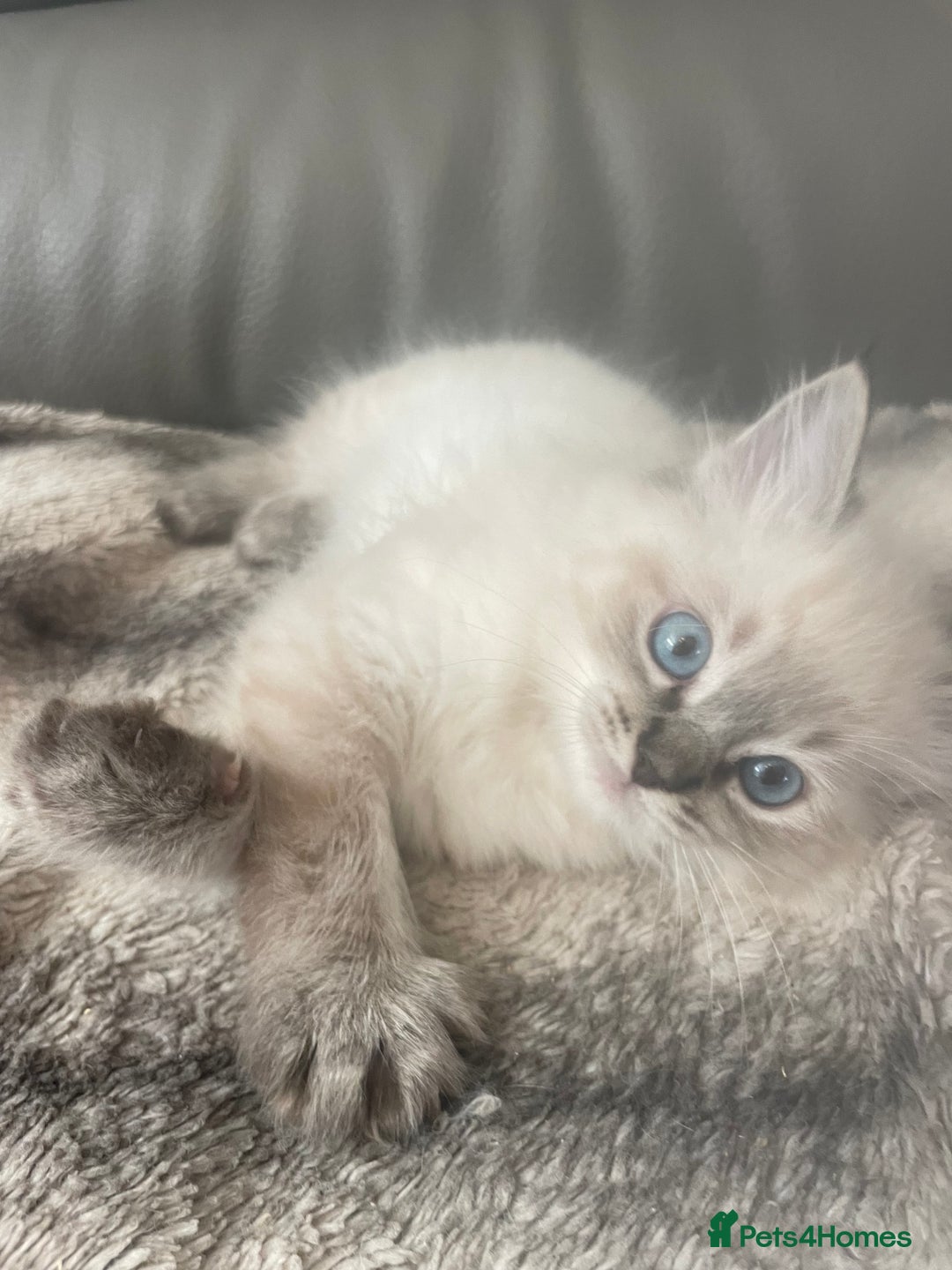 Ragdoll cats for sale: Last boy girl Hcm pkd so loving  playful cutie  - Image 15