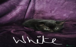British Shorthair cats for sale: Black British Shorthair kittens - Image 5