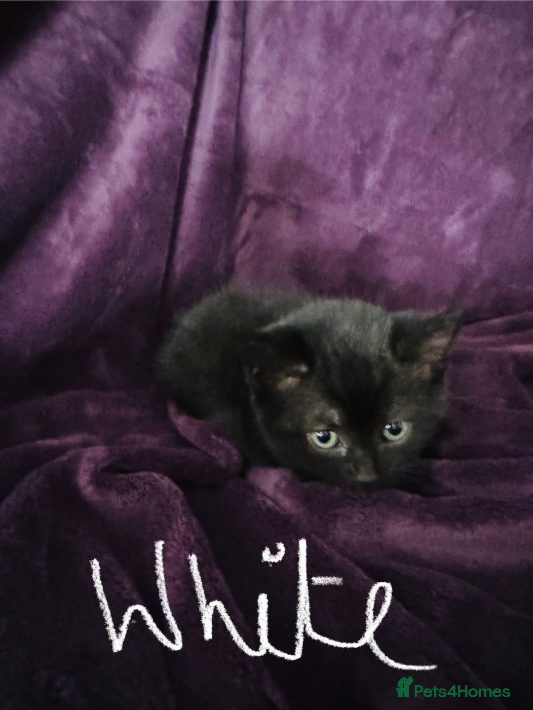 British Shorthair cats for sale: Black British Shorthair kittens - Image 5