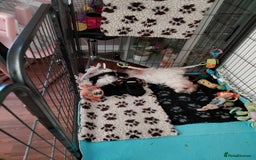Morkie dogs for sale: Stunning F1 Morkie Puppies - Image 5