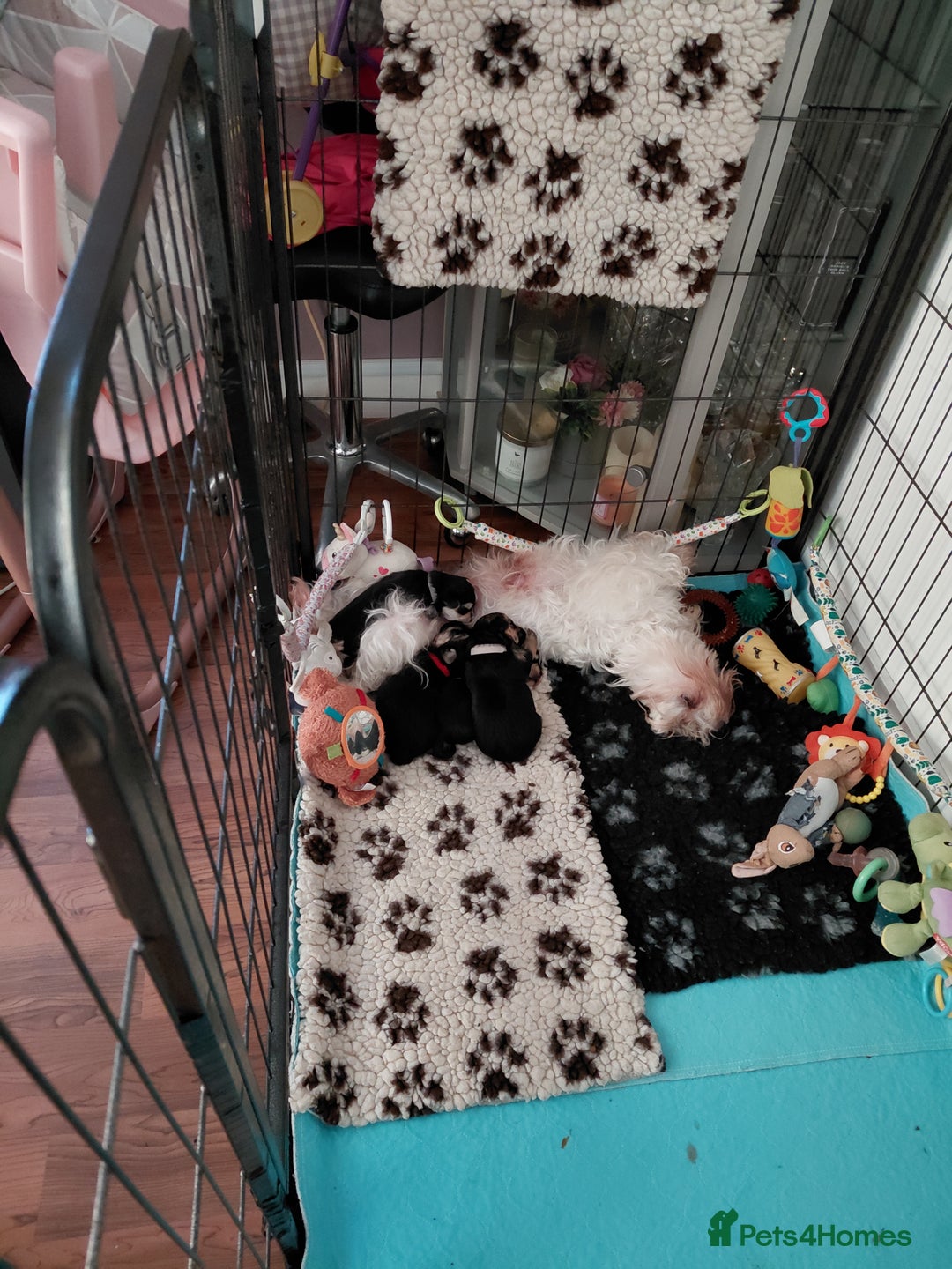 Morkie dogs for sale: Stunning F1 Morkie Puppies - Image 5