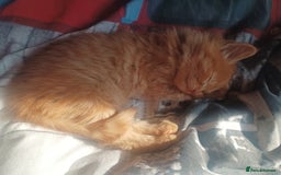 Somali cats for sale: 4 somali kittens. ready from 27.10 - Image 16