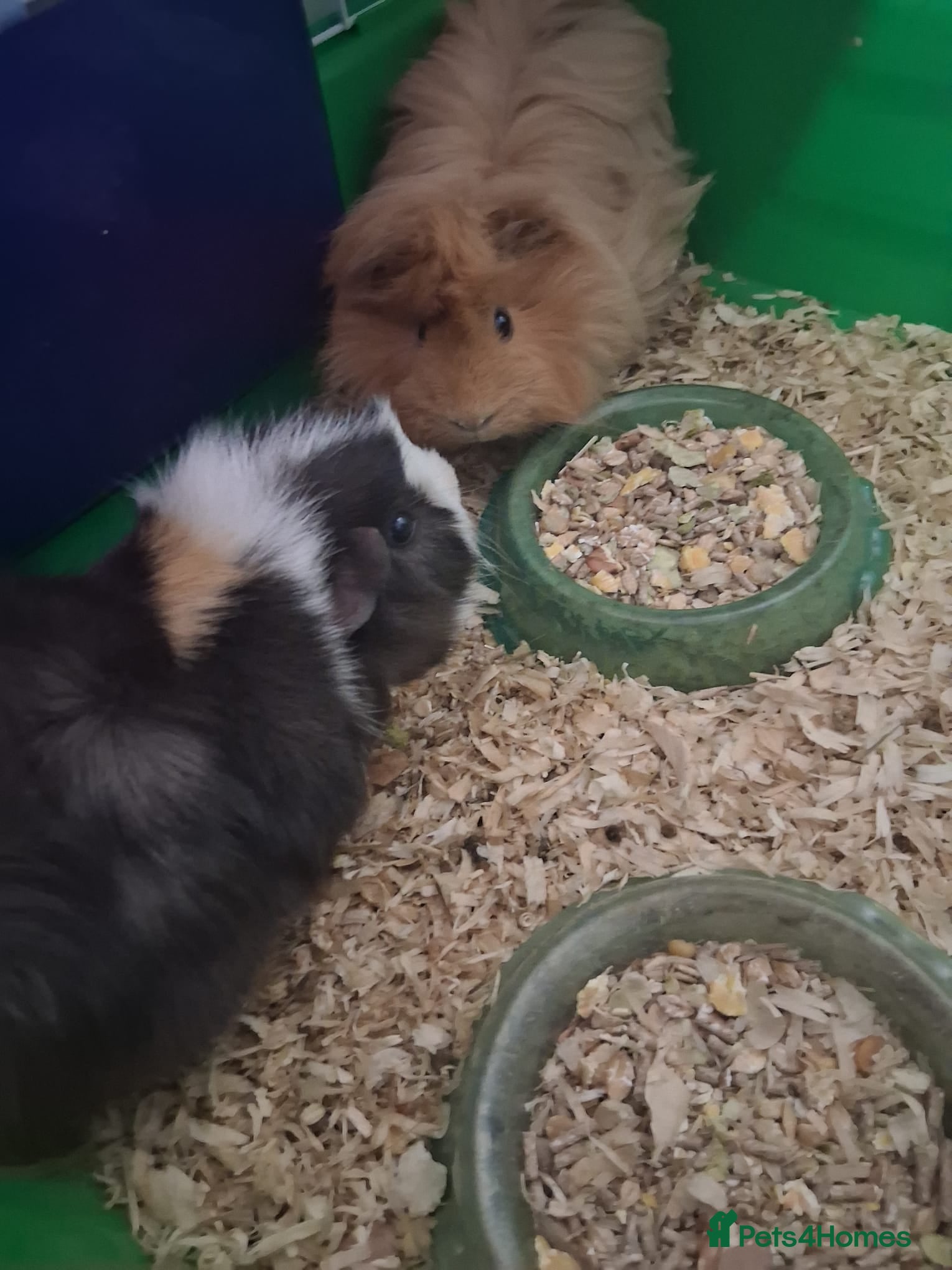 Guinea Pig rodents Male Ginepigs x 2 6 months old - Advert 7